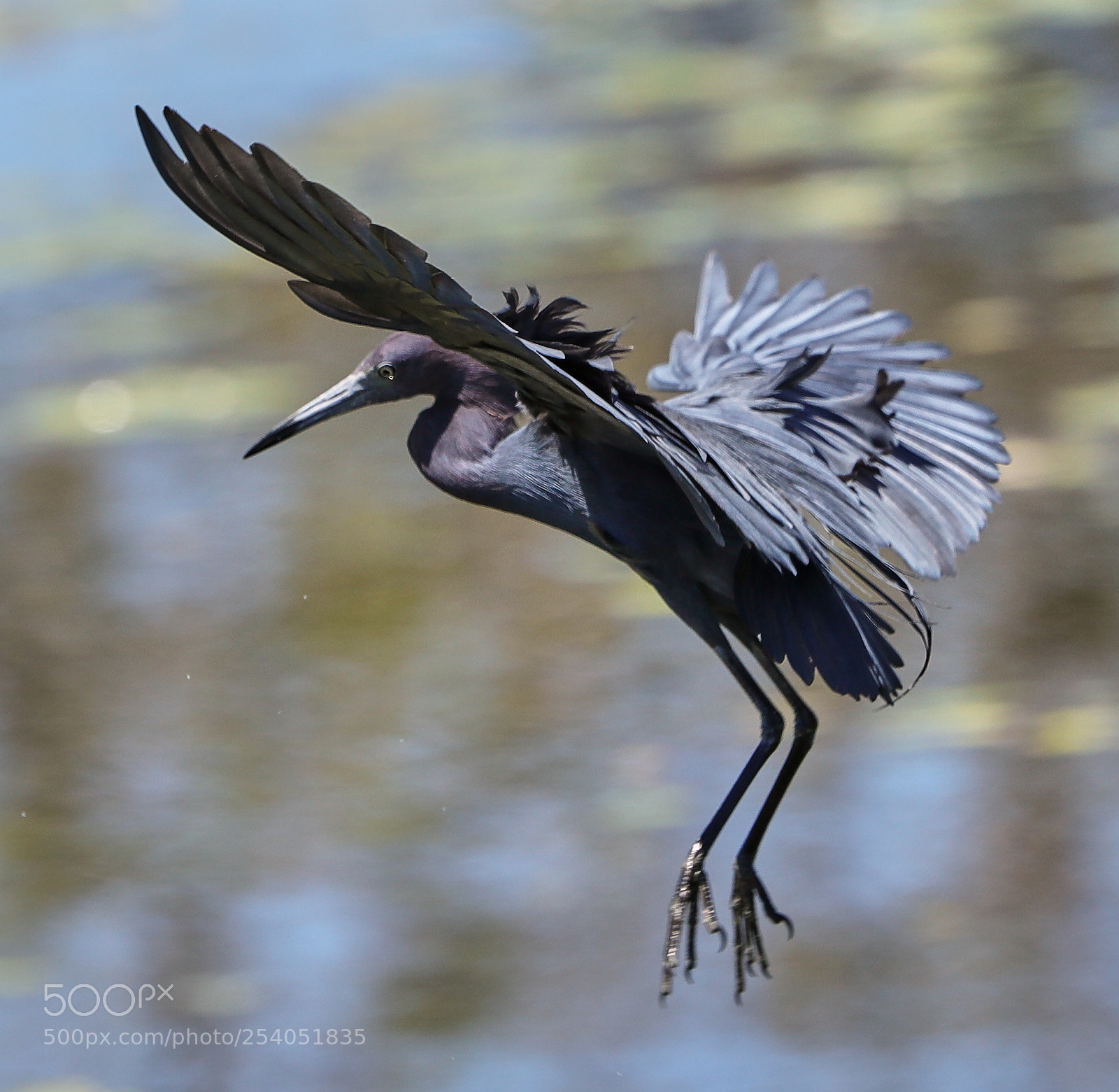 Canon EOS-1D X Mark II sample photo. 04-17-18-0013175.jpg photography