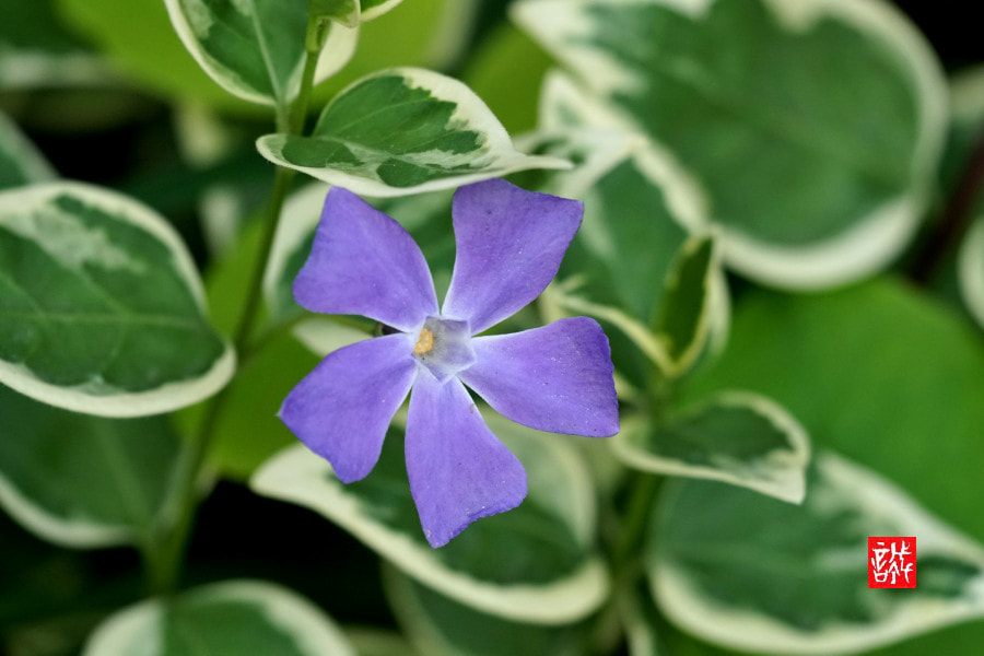 Sony FE 70-300mm F4.5-5.6 G OSS sample photo. Purple flower 0417 photography