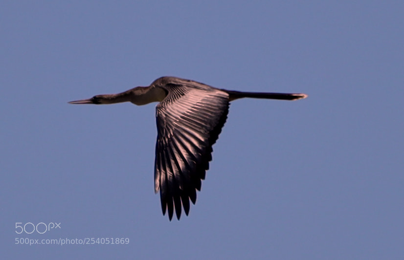 Canon EOS-1D X Mark II sample photo. 04-17-18-0013131.jpg photography