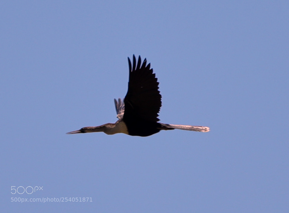 Canon EOS-1D X Mark II sample photo. 04-17-18-0013130.jpg photography