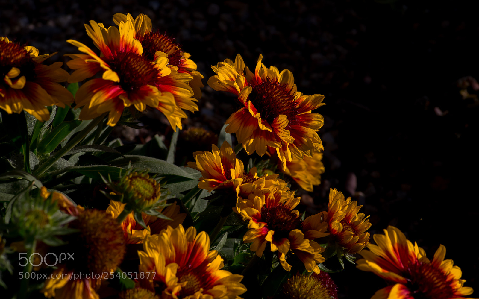 Pentax K-1 sample photo. Glowing photography