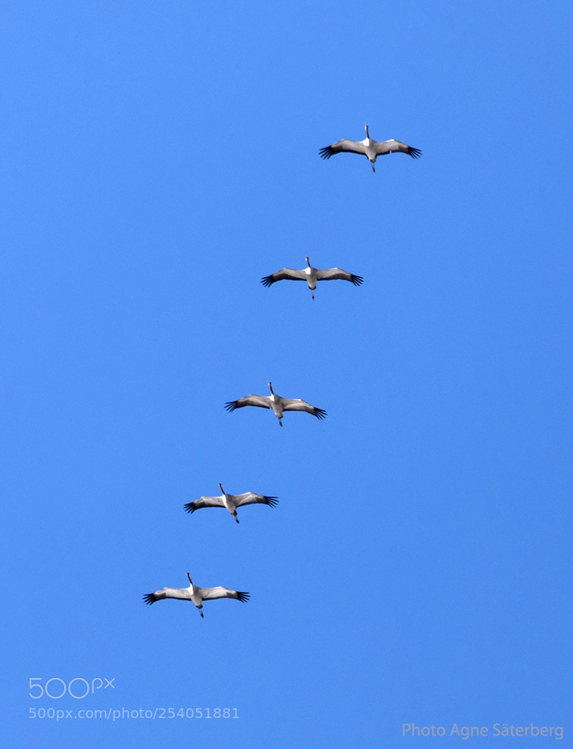 Canon EOS 5D Mark IV sample photo. Migratory birds on the photography