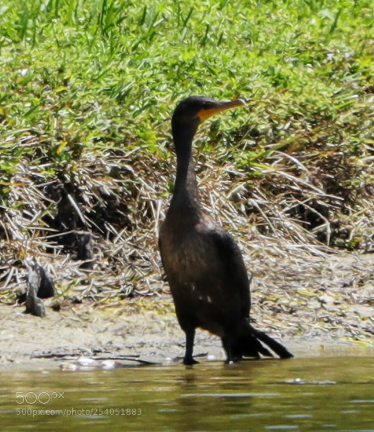 Canon EOS-1D X Mark II sample photo. 04-17-18-0013093.jpg photography