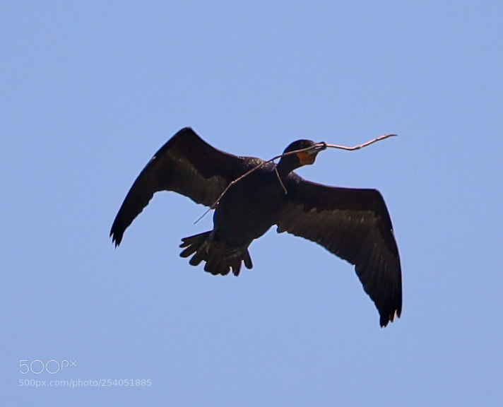 Canon EOS-1D X Mark II sample photo. 04-17-18-0013112.jpg photography