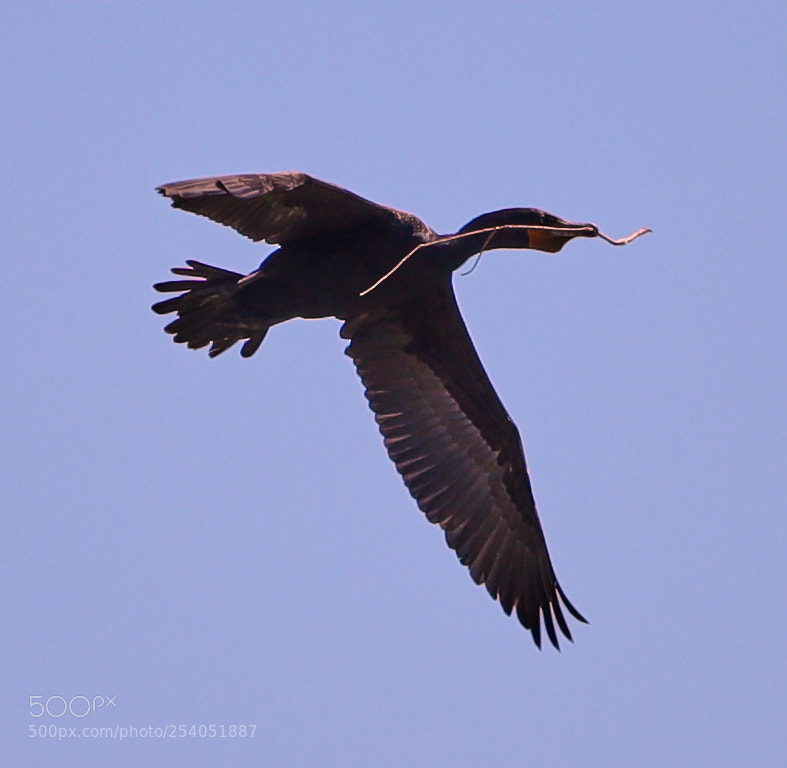 Canon EOS-1D X Mark II sample photo. 04-17-18-0013111.jpg photography