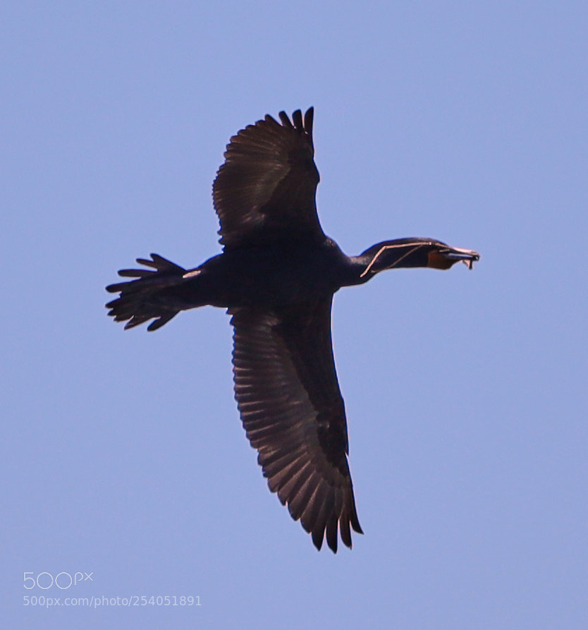 Canon EOS-1D X Mark II sample photo. 04-17-18-0013110.jpg photography