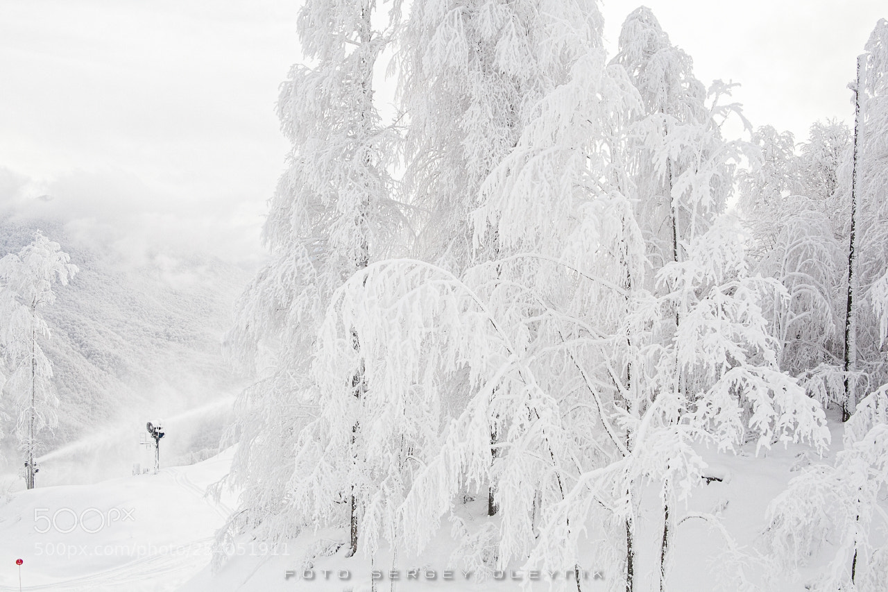 Canon EOS 5D Mark II sample photo. Winter's tale photography