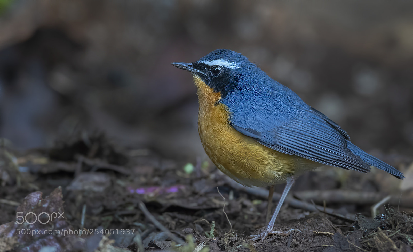 Nikon D850 sample photo. Indian blue robin photography