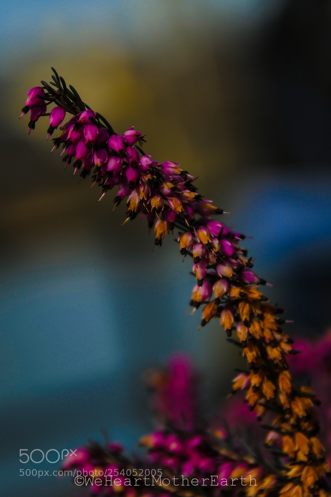Nikon D500 sample photo. The perception of your photography