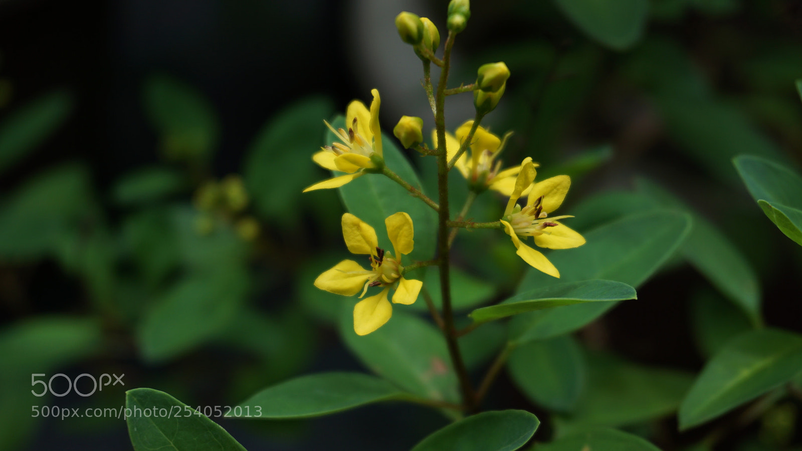 Sony a6000 sample photo. Pretty yellow flowers photography