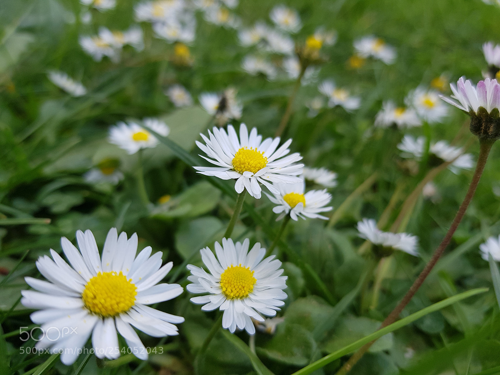 Samsung Galaxy S8 sample photo. Untitled photography
