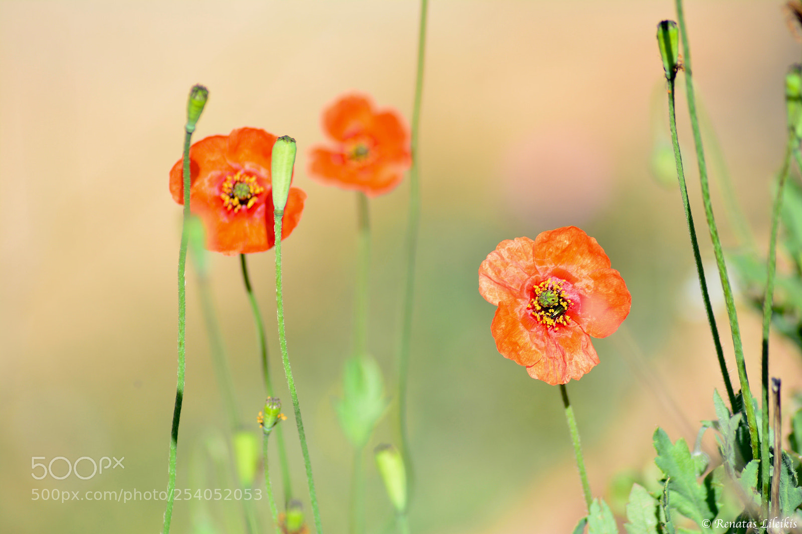 Nikon D7100 sample photo. Spring flowers photography