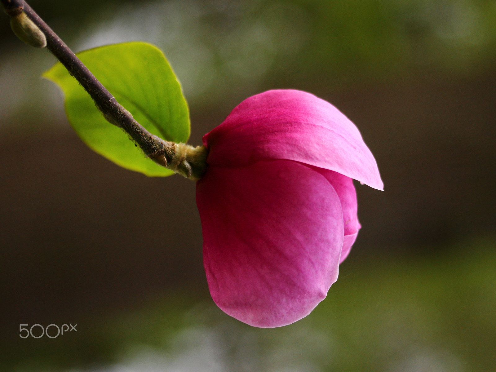 Canon EF-S 60mm F2.8 Macro USM sample photo. Magnolia photography