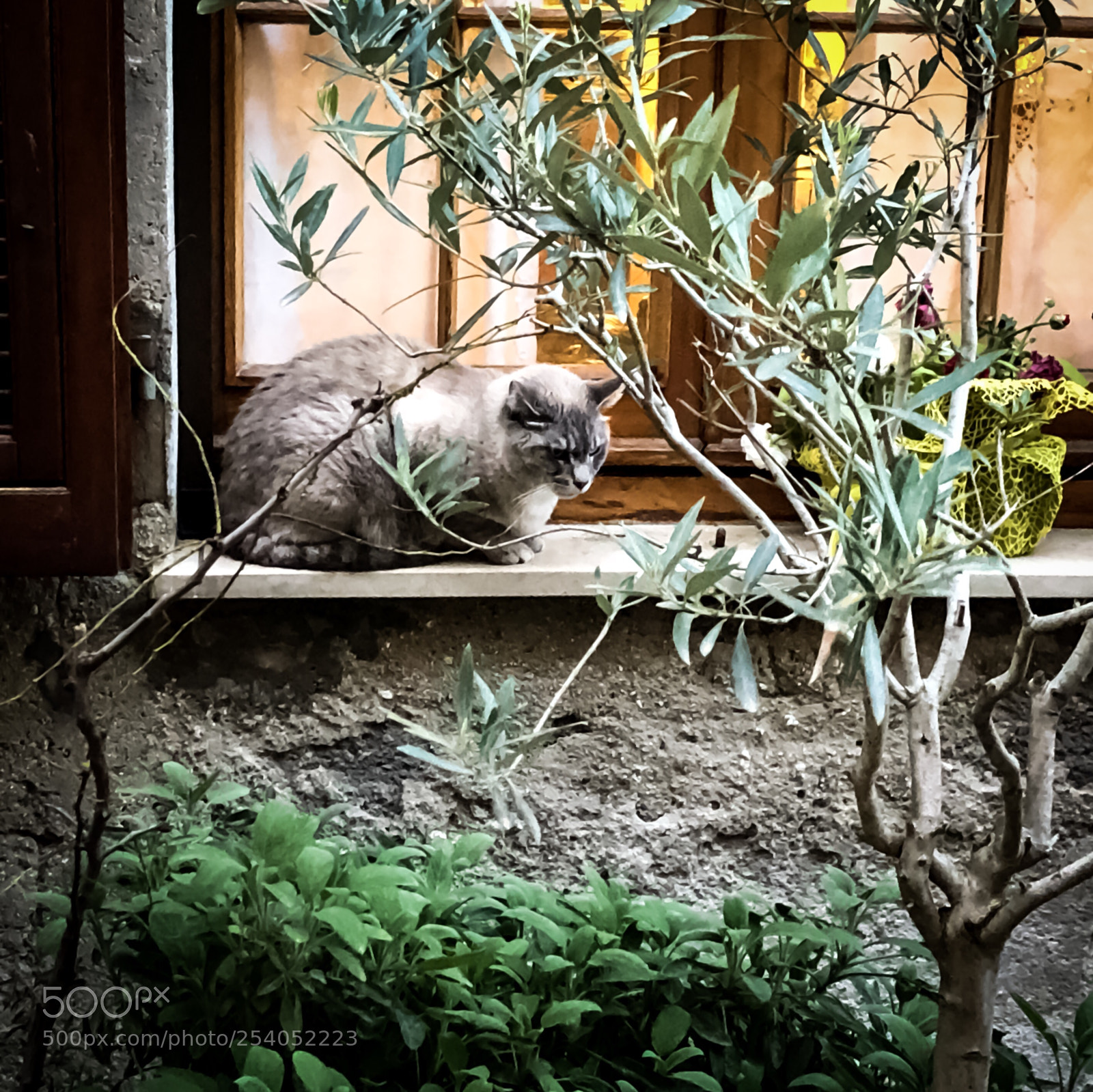 Apple iPhone 8 Plus sample photo. Cat, bella italia photography