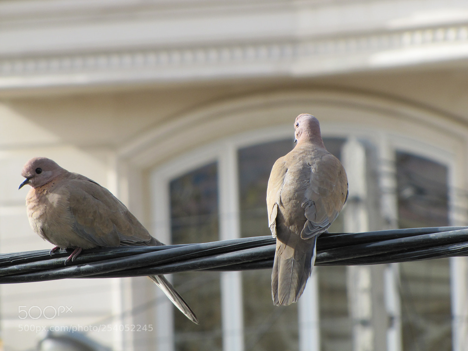 Canon PowerShot SX20 IS sample photo. Birds in love photography