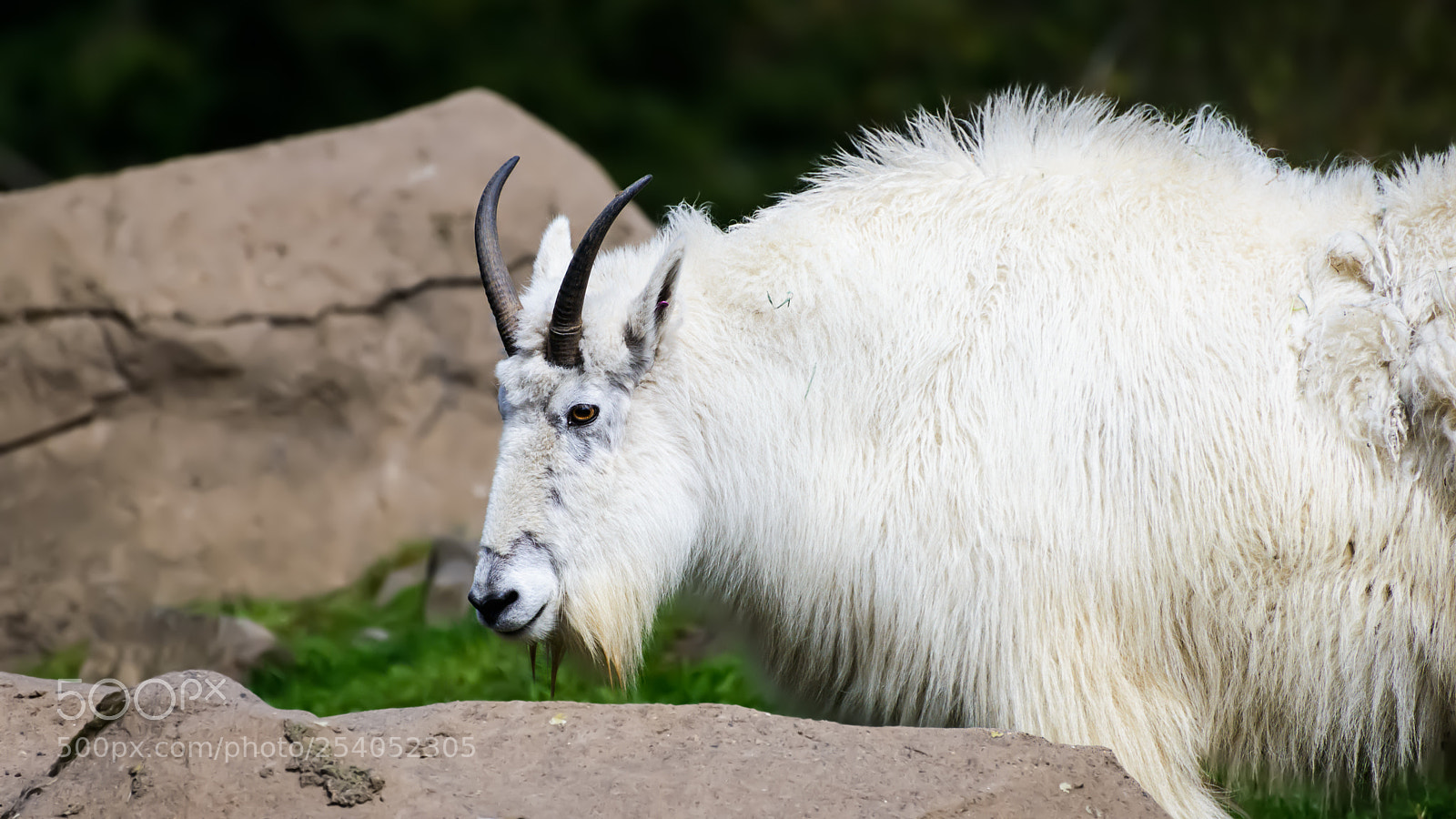 Nikon D800 sample photo. Totes mcgoats photography