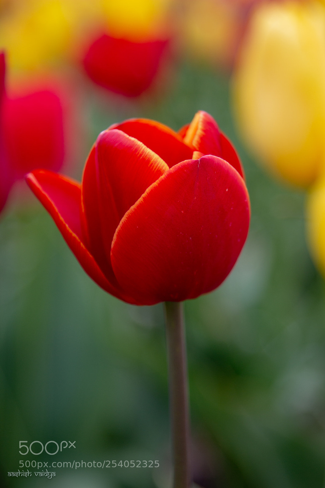 Canon EOS 600D (Rebel EOS T3i / EOS Kiss X5) sample photo. Red tulip photography