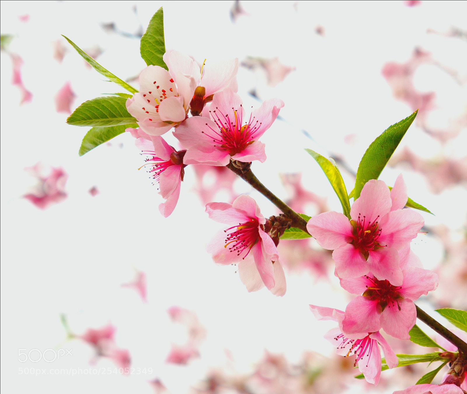 Sony a6000 sample photo. Untitled photography