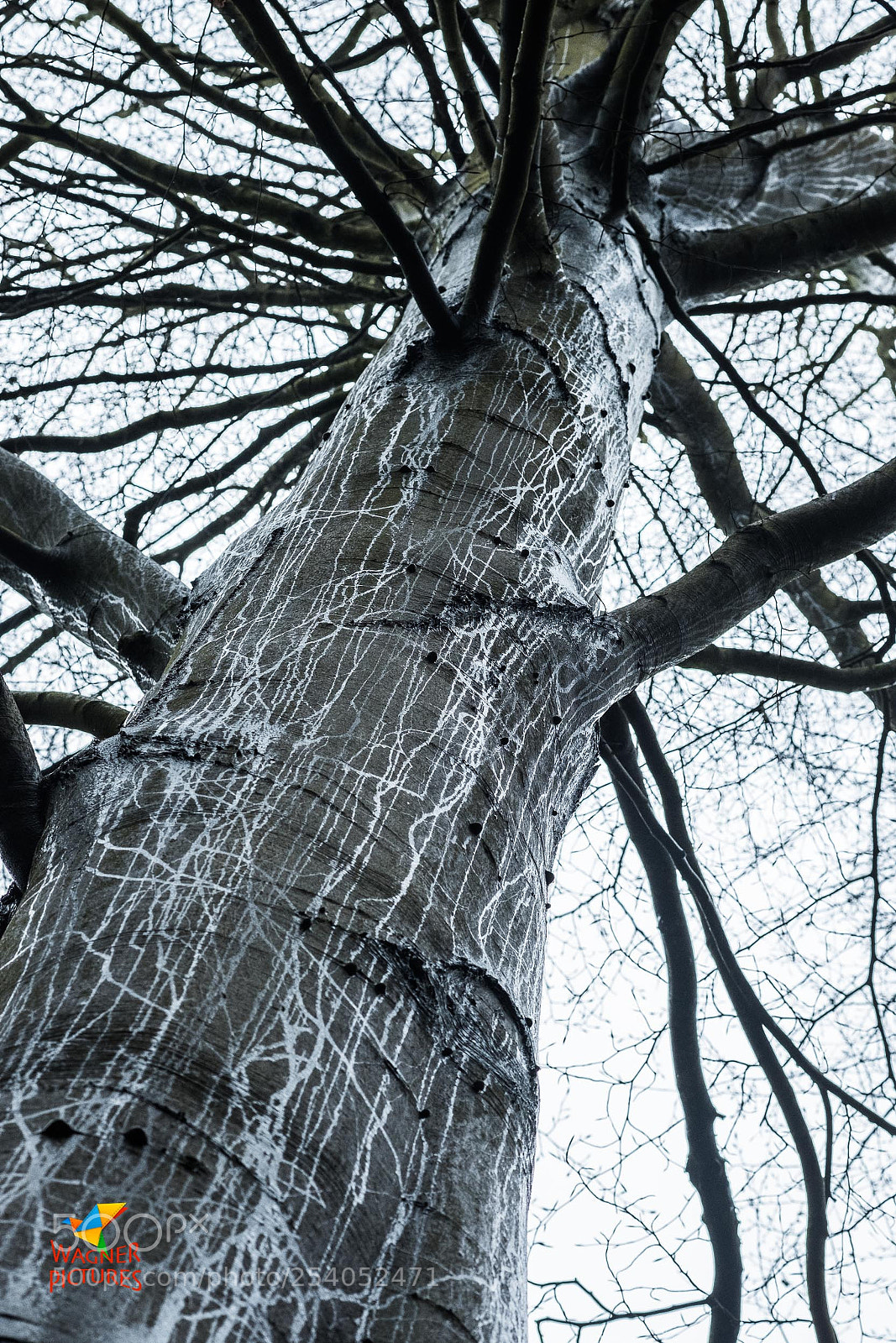 Fujifilm X-T2 sample photo. Veins of rain photography