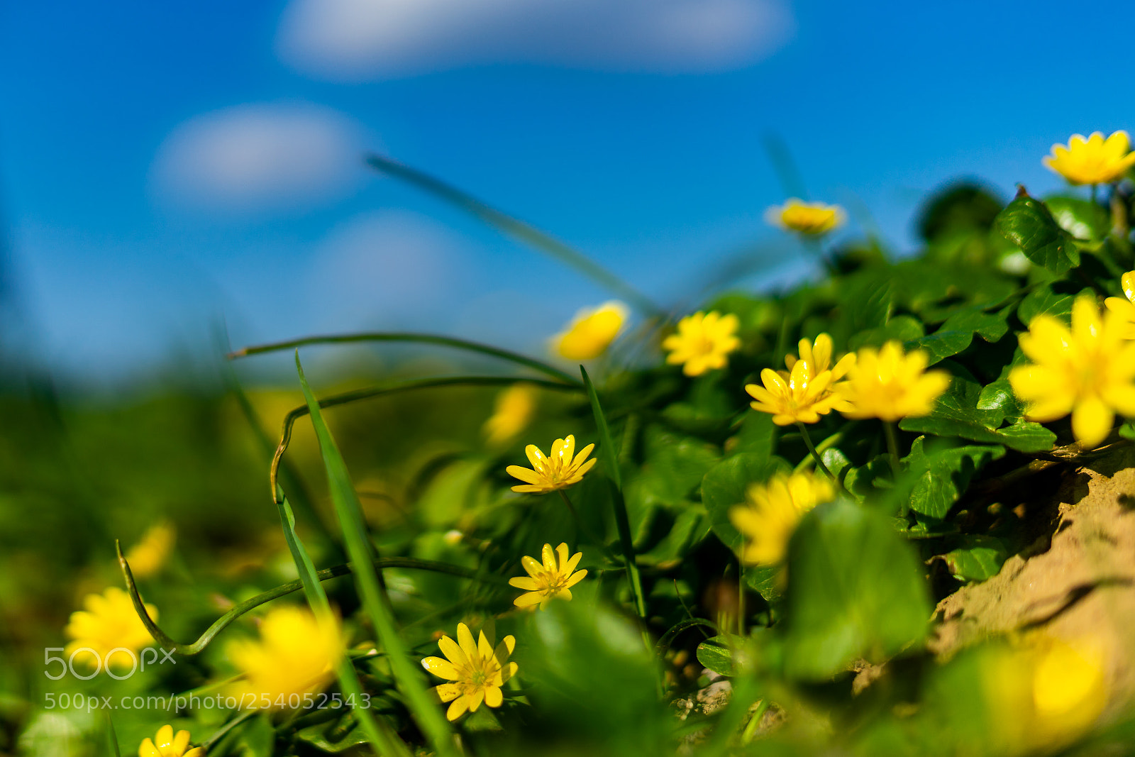 Sony a7 sample photo. Ranunculus ficaria photography