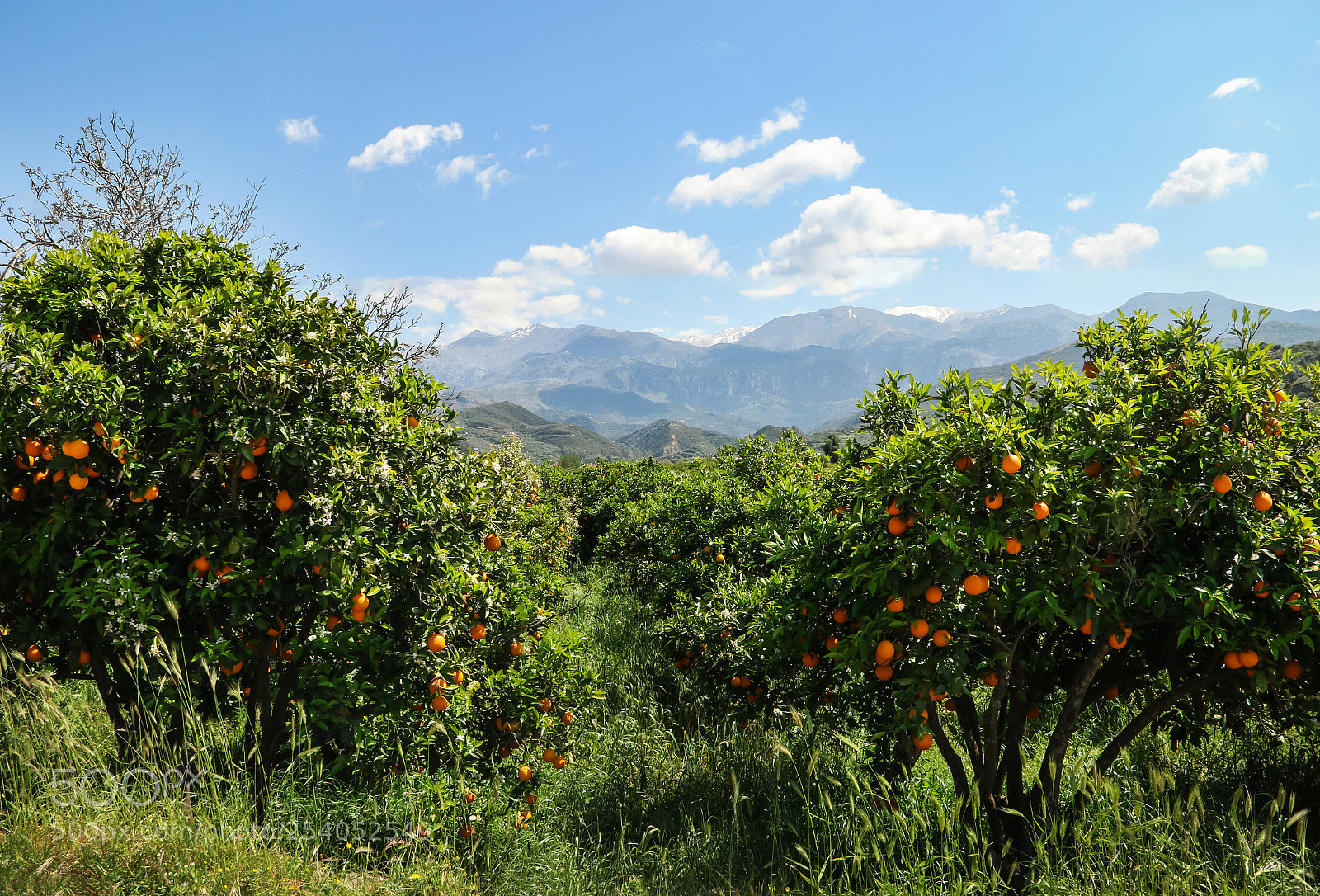 Canon EOS 7D Mark II sample photo. Orange heaven photography