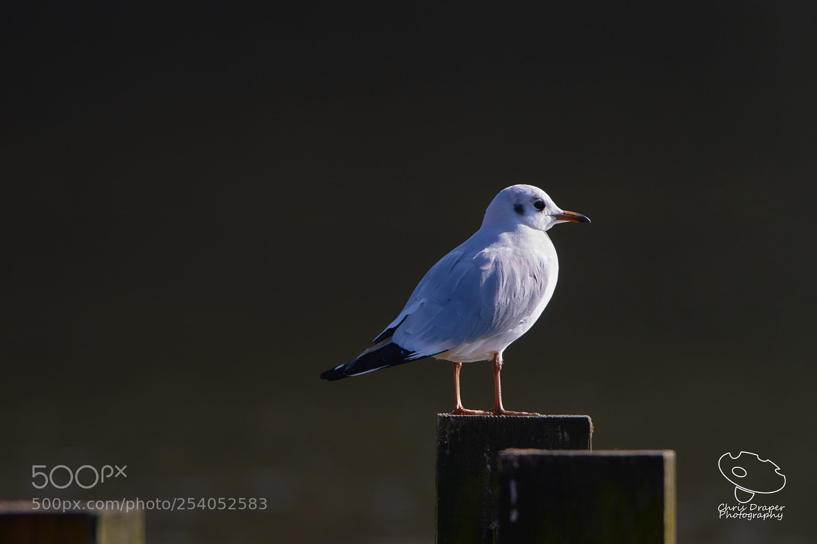 Sony ILCA-77M2 sample photo. Gull in the early photography