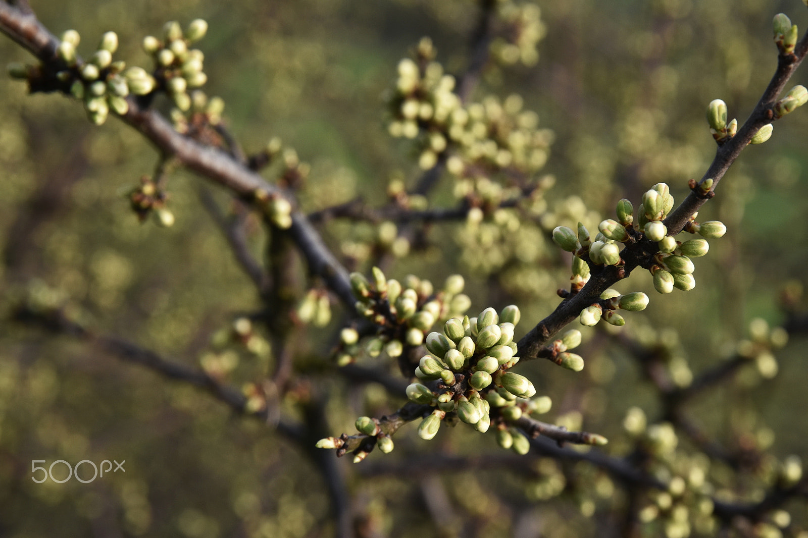 Nikon D5500 sample photo. Blackthorn branches with buds photography