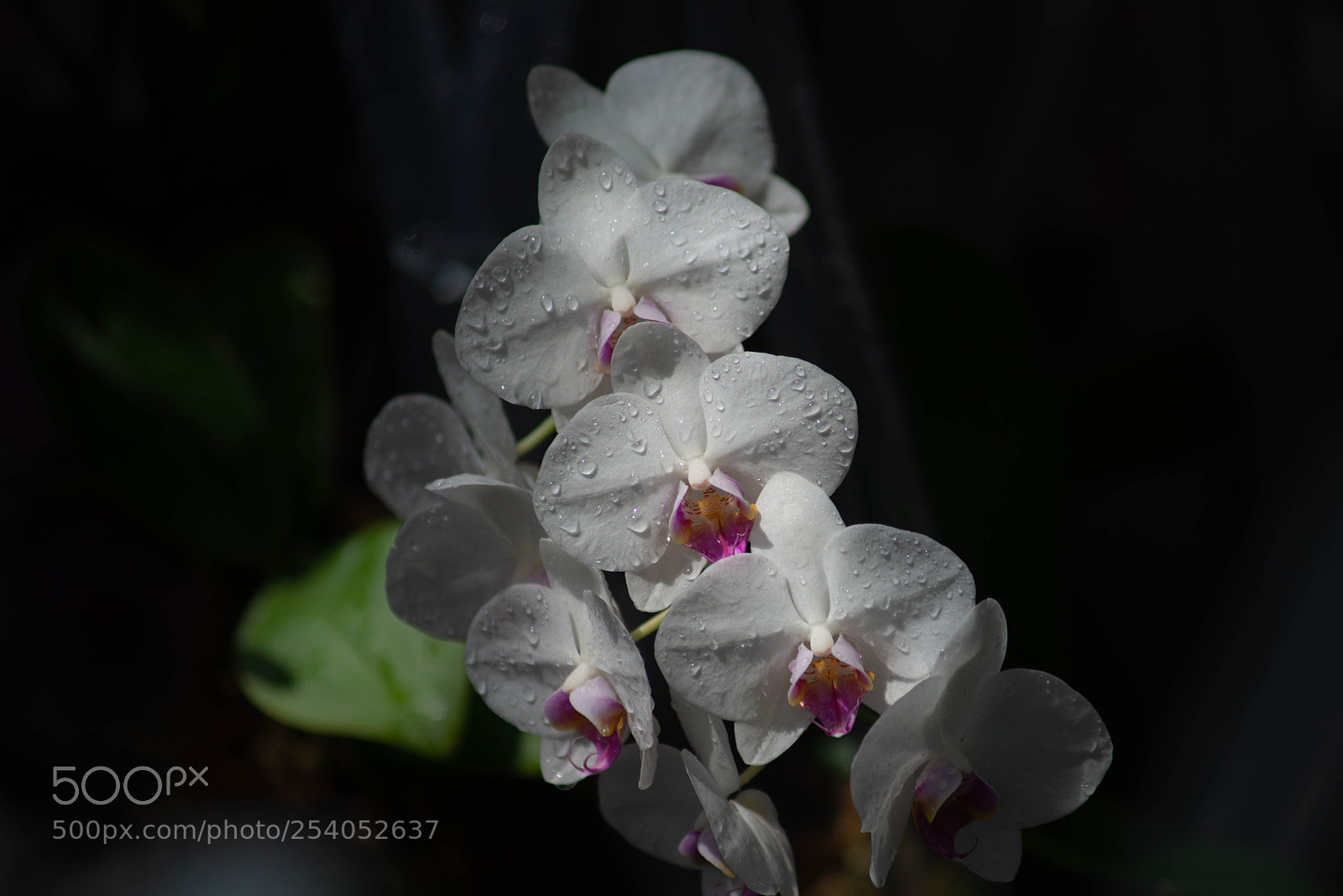 Sony SLT-A99V sample photo. Orchid 2018 -2 photography