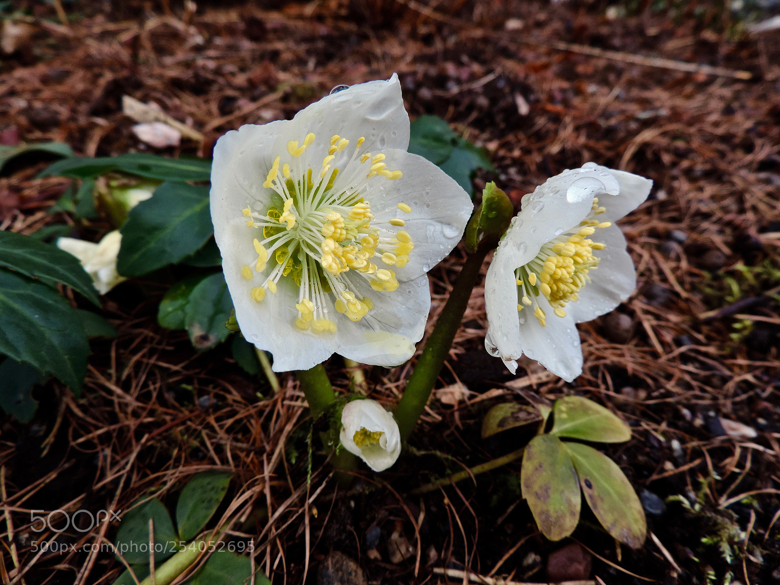Nikon Coolpix P520 sample photo. Helleborus niger photography