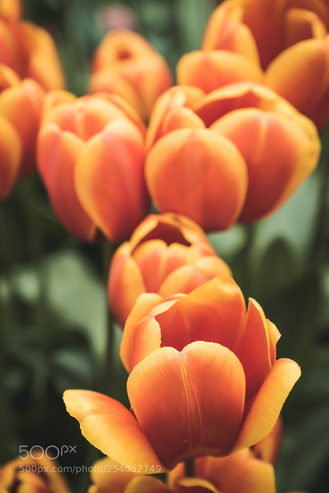 Sony a7S II sample photo. Your typical tulip photography
