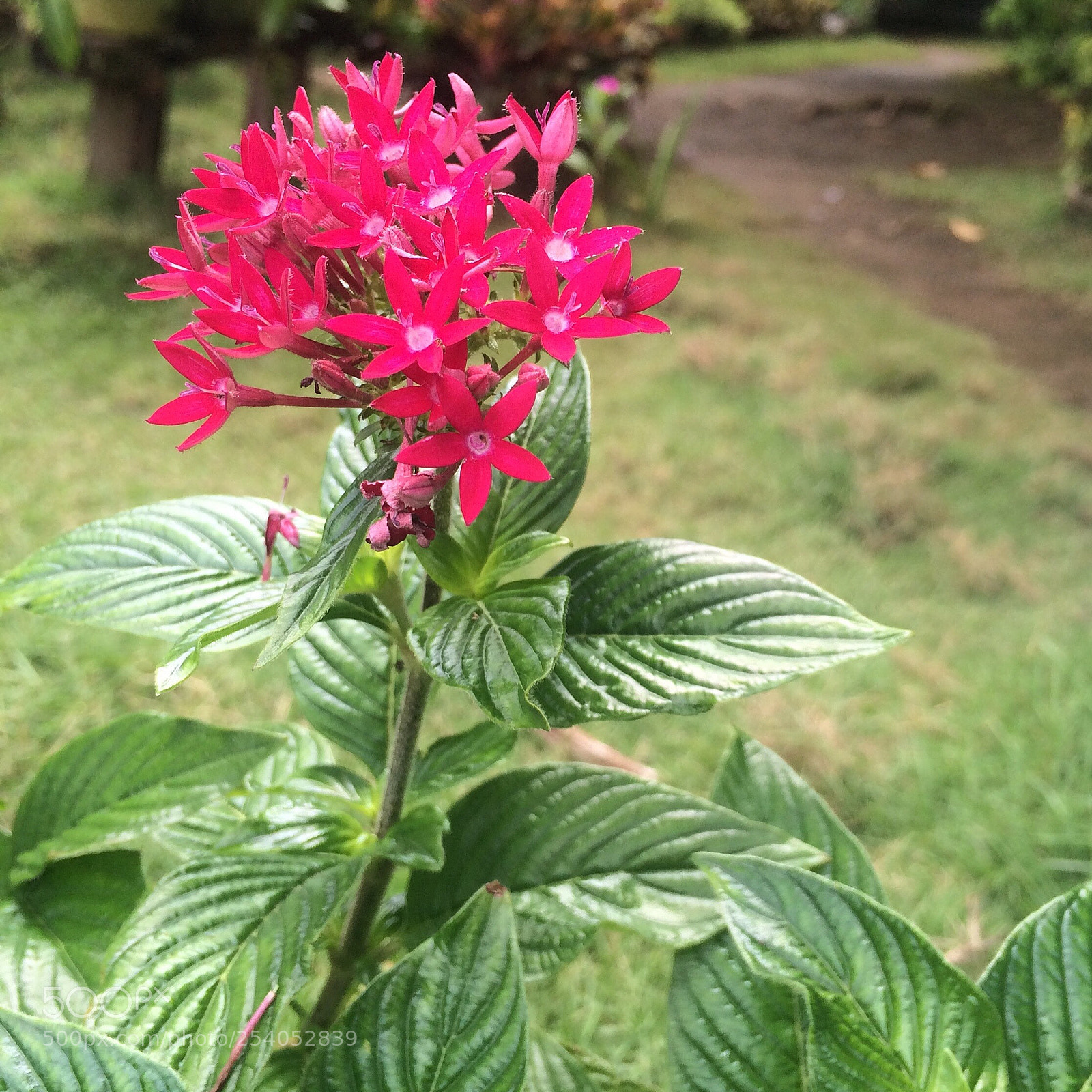 Apple iPhone 5s sample photo. Caring photography