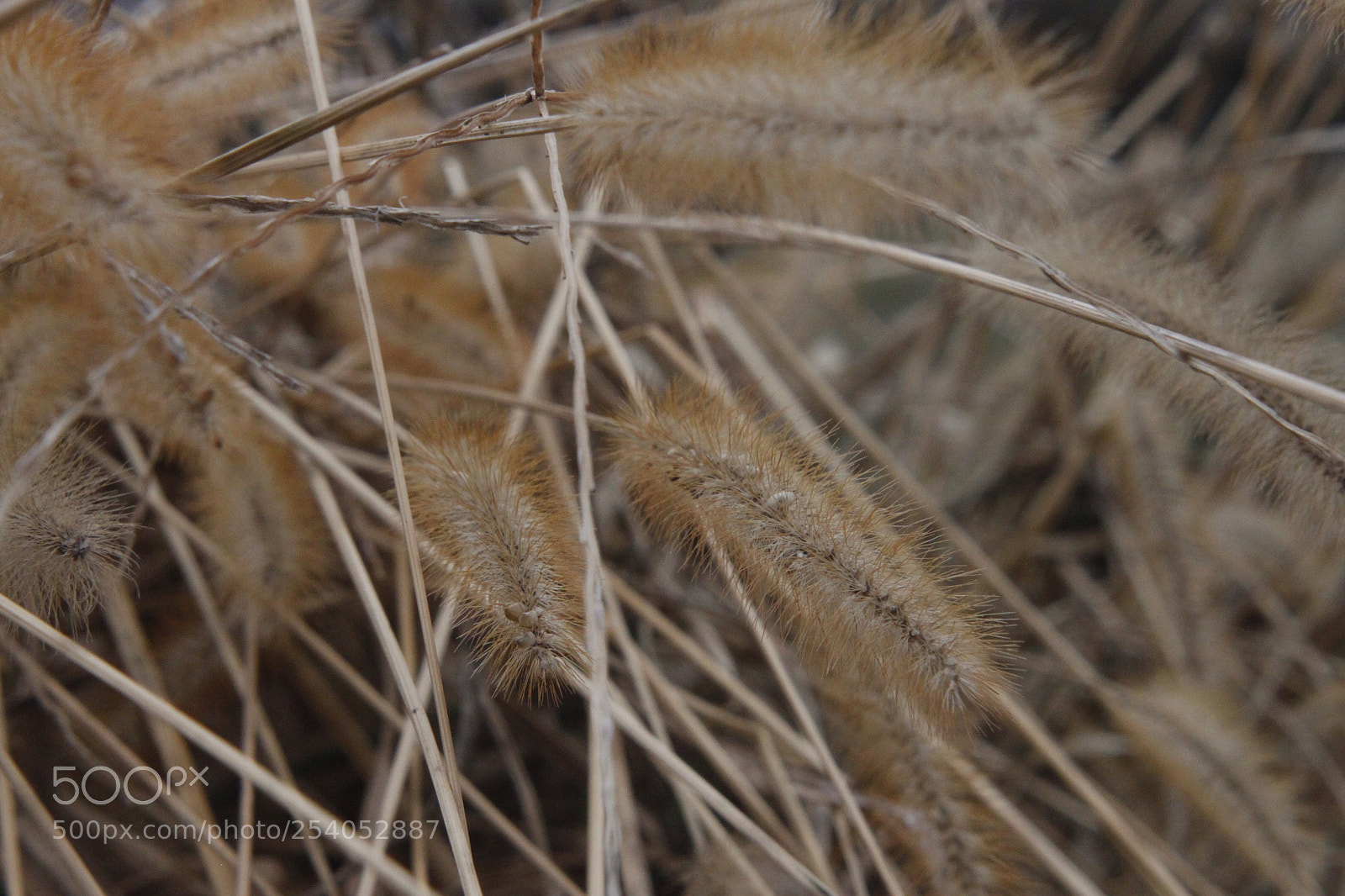Canon EOS 500D (EOS Rebel T1i / EOS Kiss X3) sample photo. Wisps photography