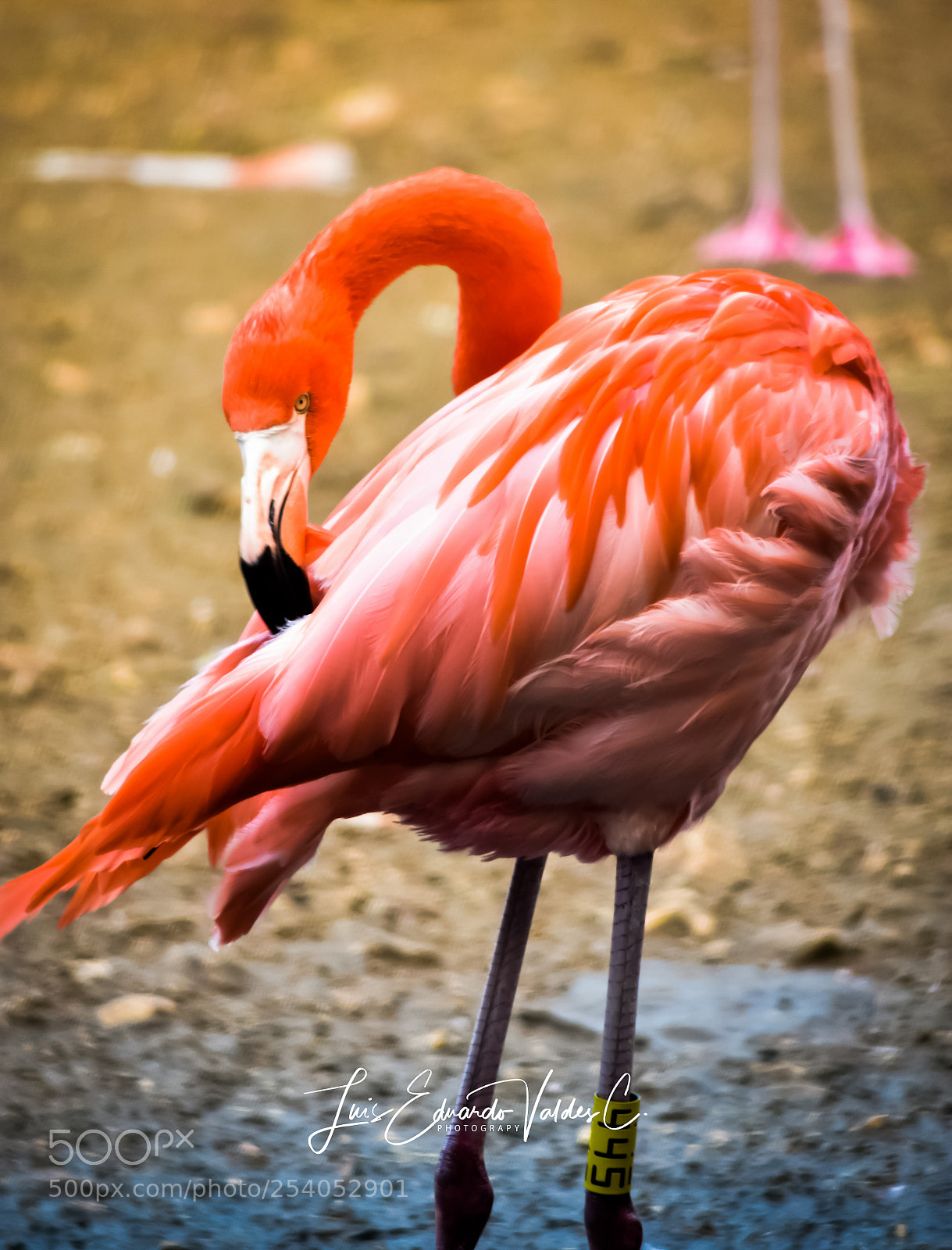 Nikon D7200 sample photo. Flamigo photography