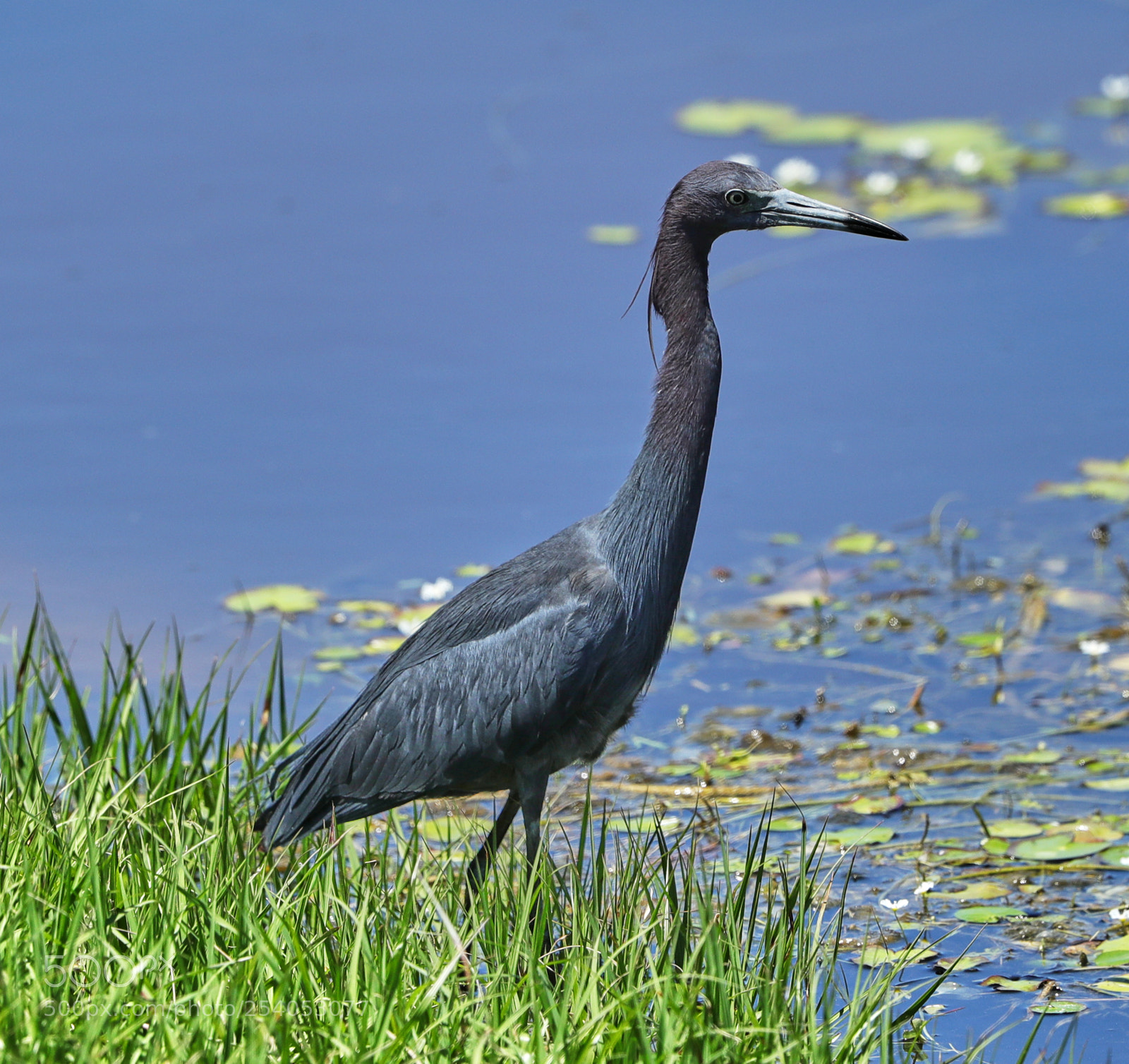 Canon EOS-1D X Mark II sample photo. 04-17-18-0013150.jpg photography