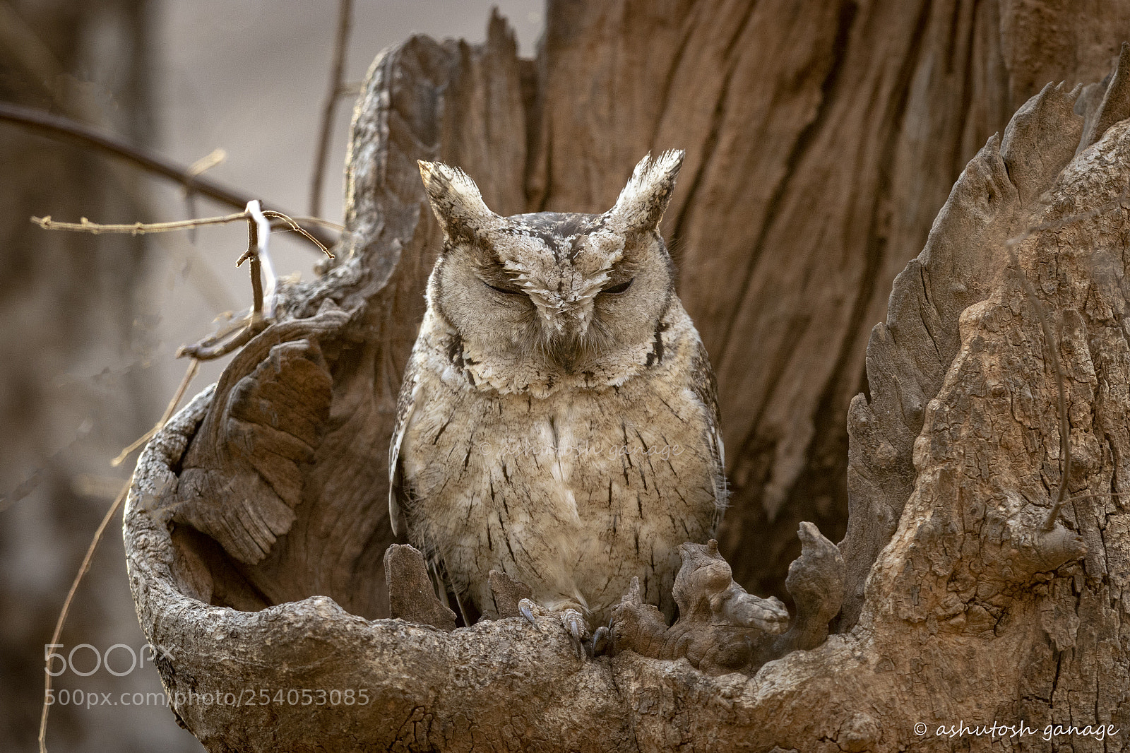 Canon EOS 7D Mark II sample photo. Indian scops owl photography