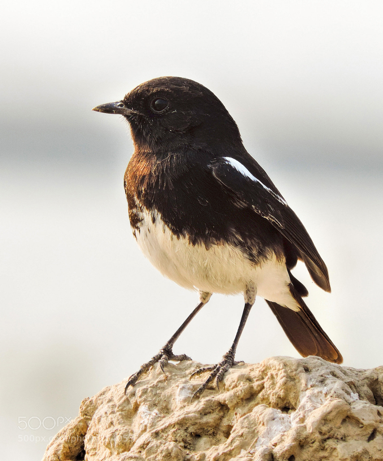 Nikon Coolpix P520 sample photo. Pied bush chat photography