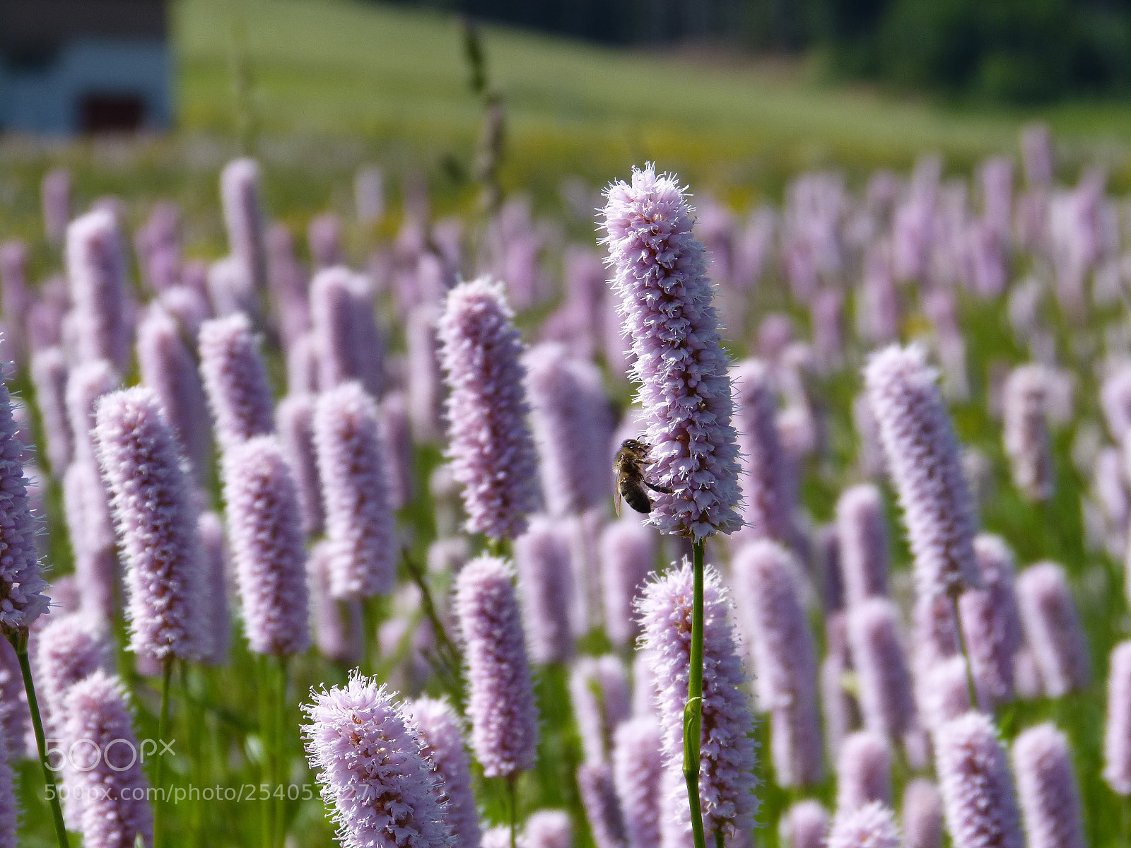 Panasonic DMC-FZ62 sample photo. Wild flowers switzerland photography