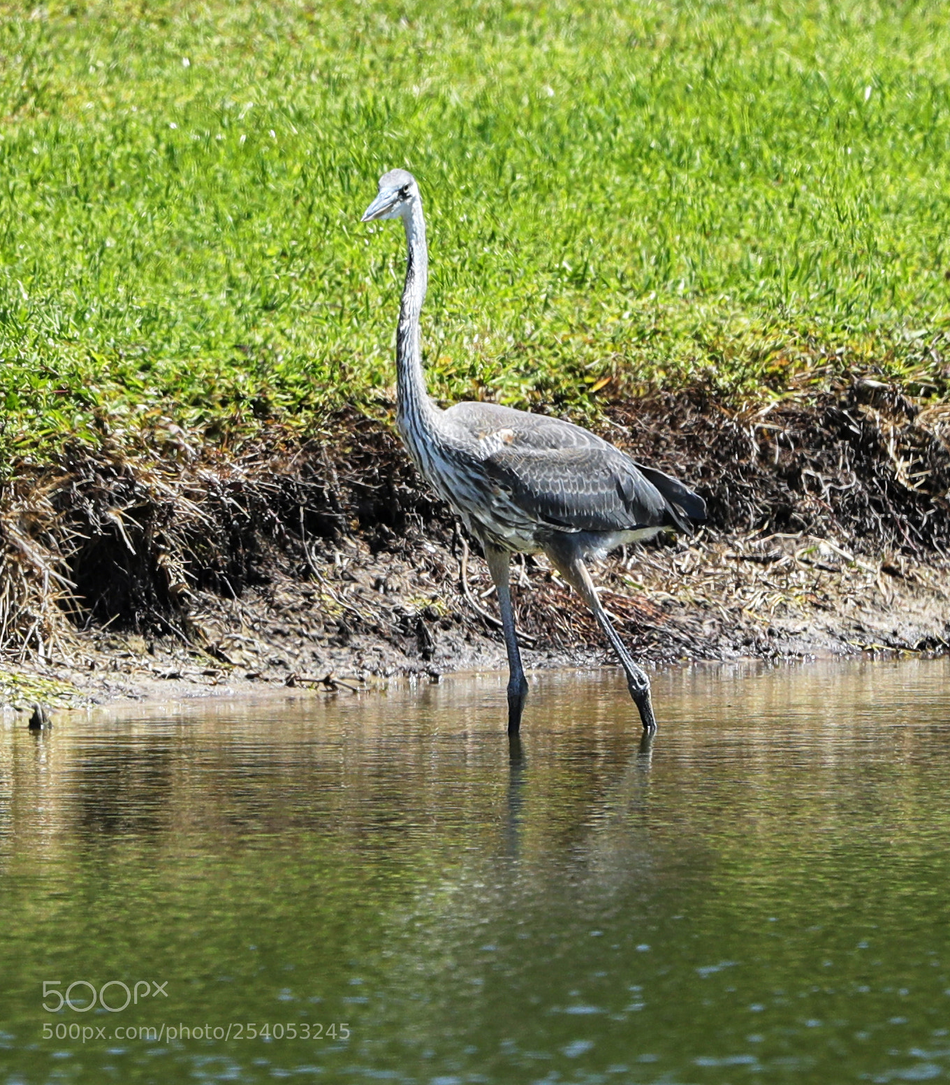 Canon EOS-1D X Mark II sample photo. 04-17-18-0013128.jpg photography