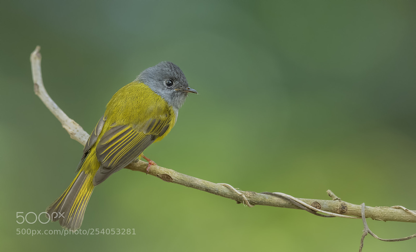 Nikon D850 sample photo. Grey headed canary flycatcher photography