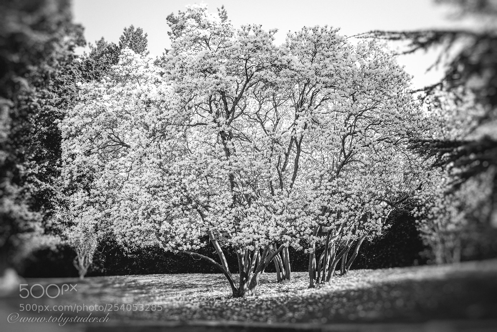 Fujifilm X-Pro2 sample photo. Untitled photography