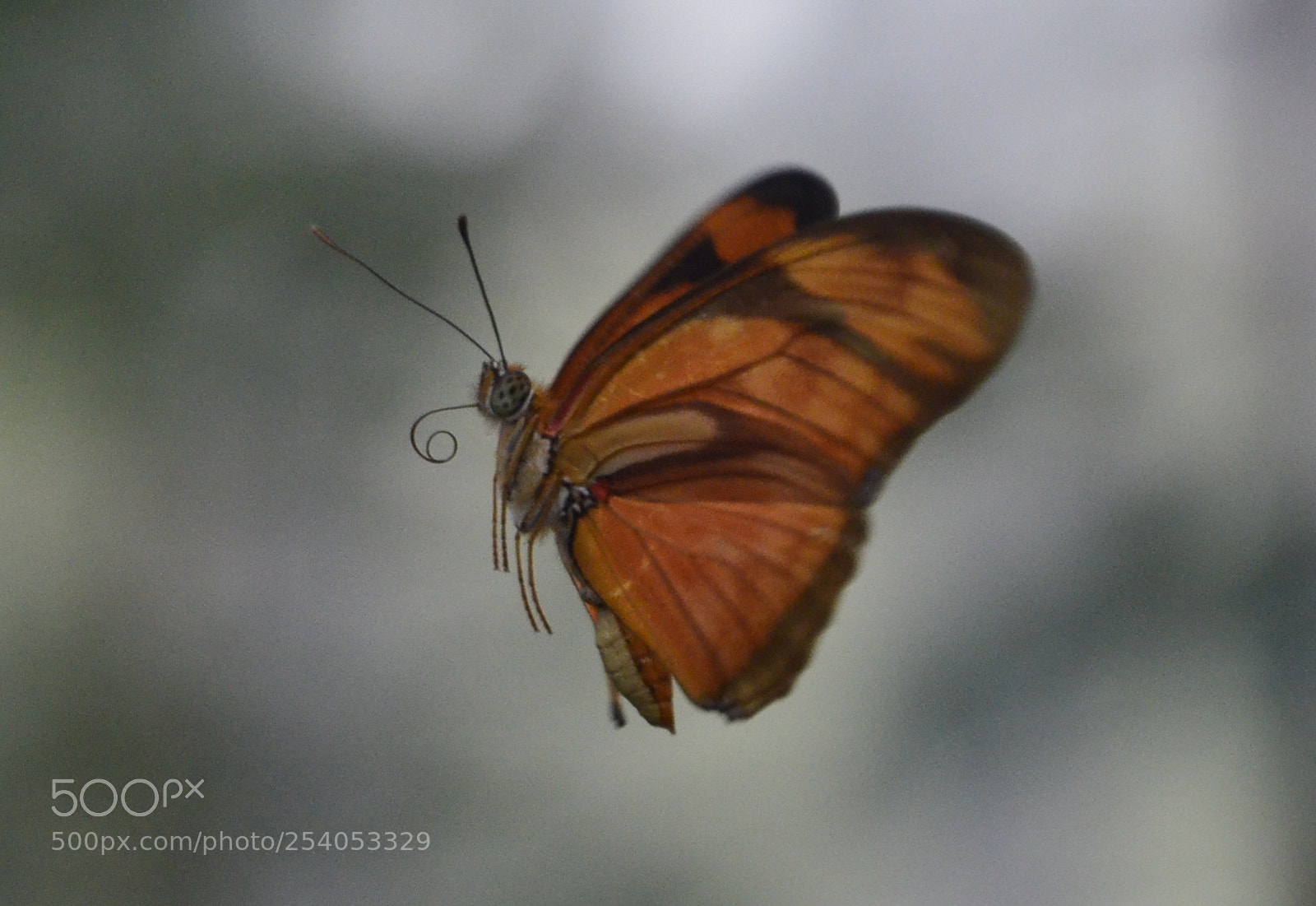 Nikon D7000 sample photo. Butterfly in flight mariposa photography
