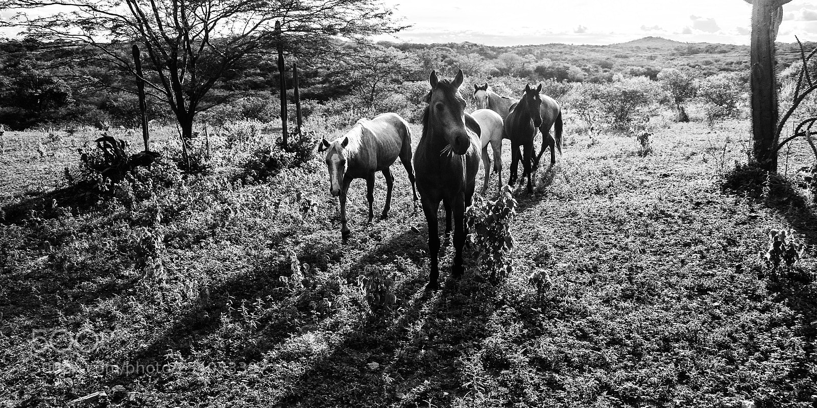 Nikon D90 sample photo. Riachão, brazil, 2018 photography