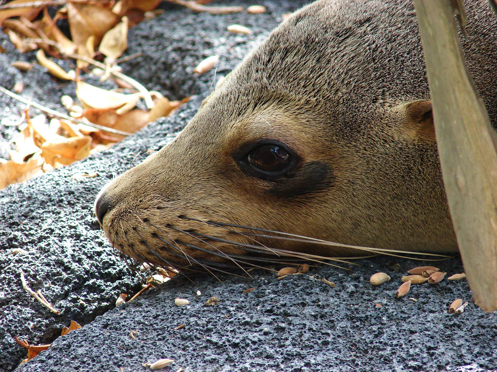 Sony DSC-H2 sample photo. Galapagos ecuador photography