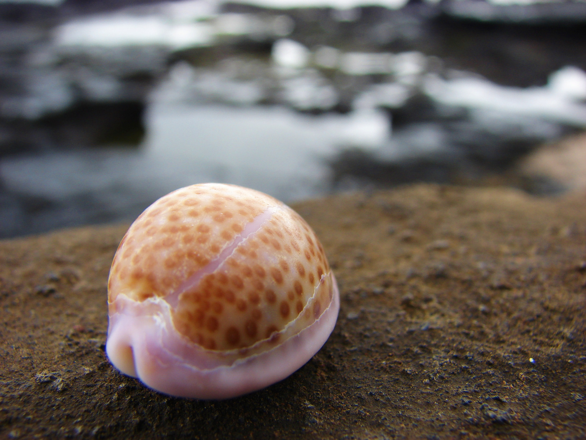 Sony DSC-H2 sample photo. Galapagos ecuador photography