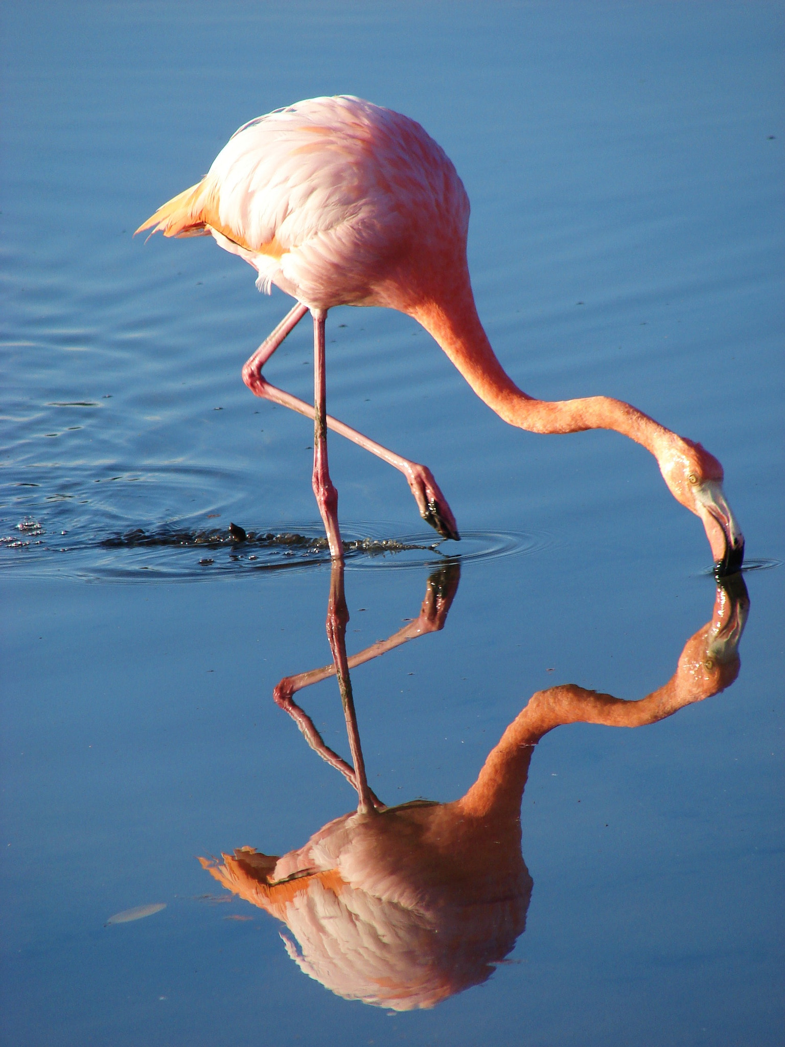 Sony DSC-H2 sample photo. Galapagos ecuador photography