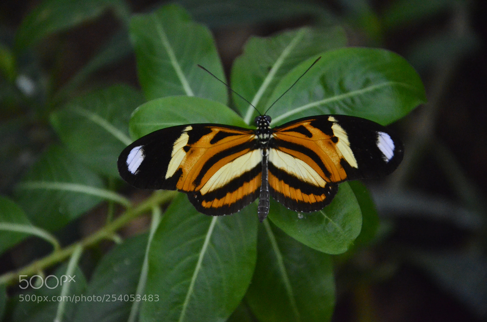 Nikon D7000 sample photo. Mariposa en reposo photography