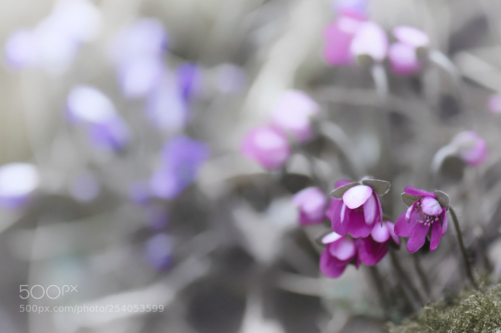 Nikon D7200 sample photo. Pink of spring photography