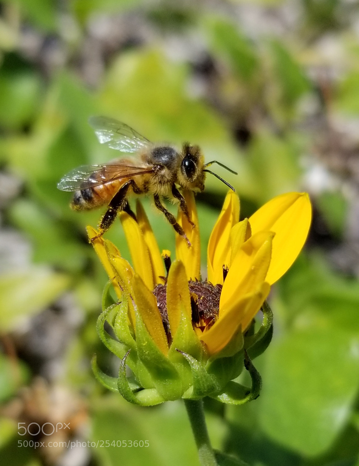 Samsung Galaxy S8+ sample photo. Working hard photography