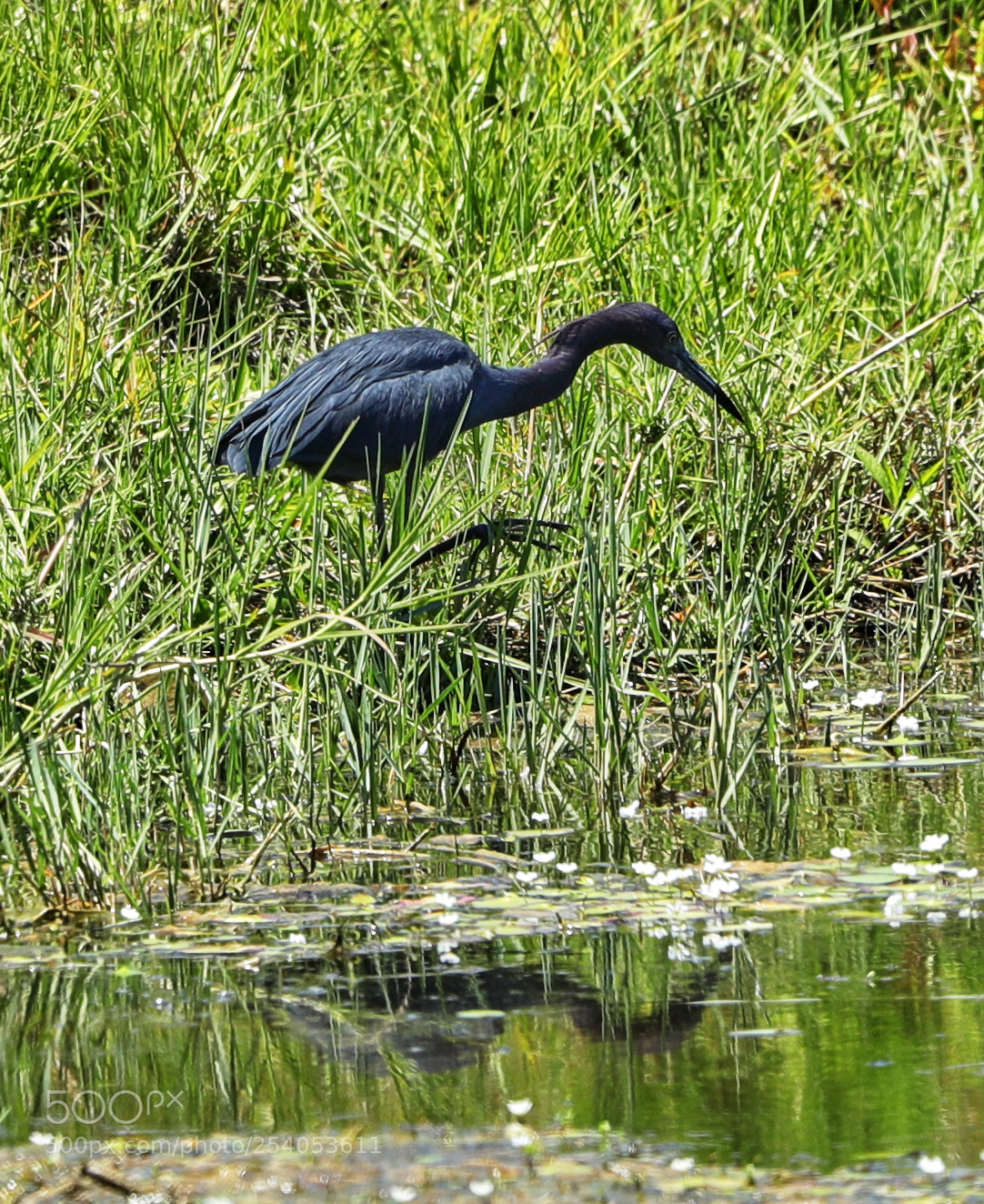 Canon EOS-1D X Mark II sample photo. 04-17-18-0013185.jpg photography