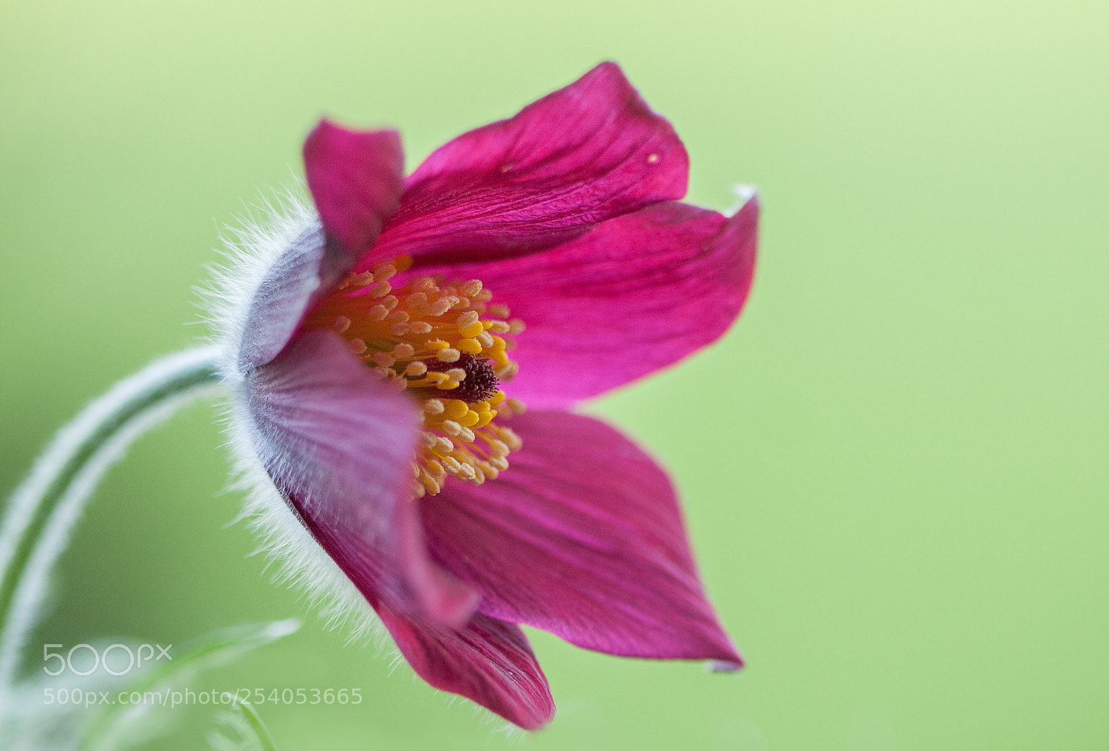 Canon EOS 50D sample photo. Flower-power photography